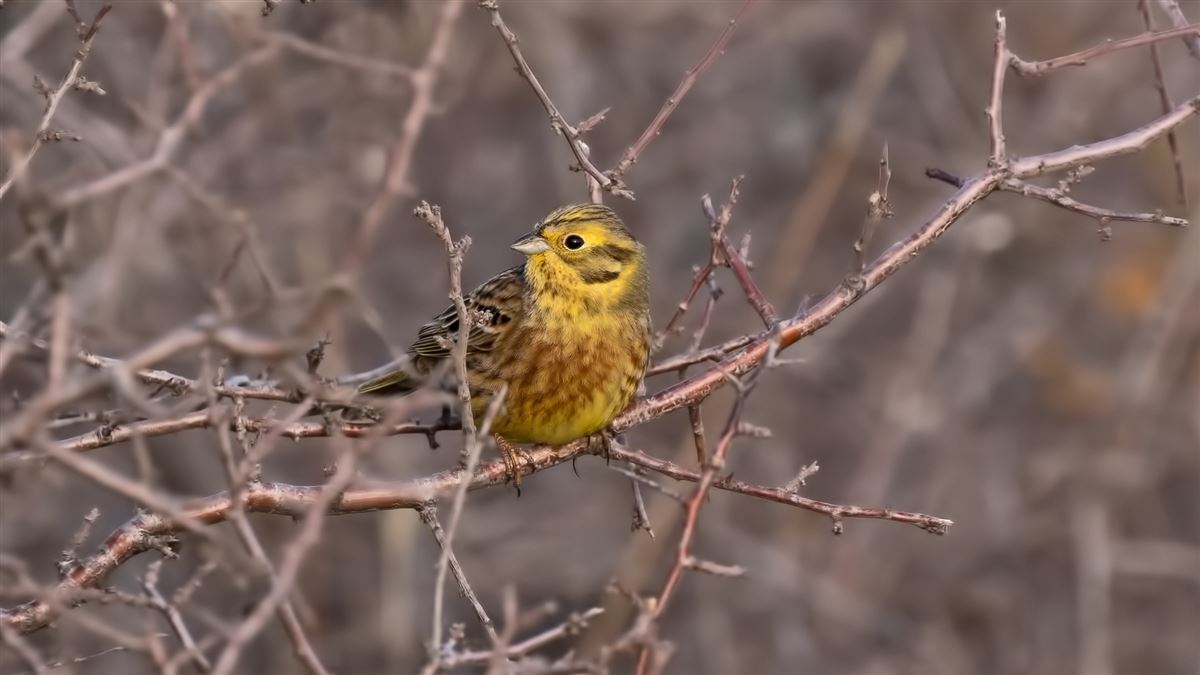 Yellowhammer