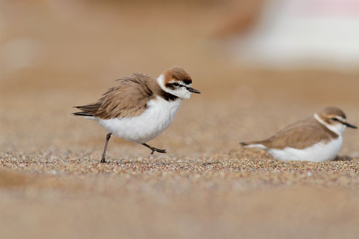 Kentish Plover
