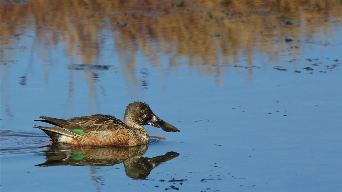 Northern Shoveler