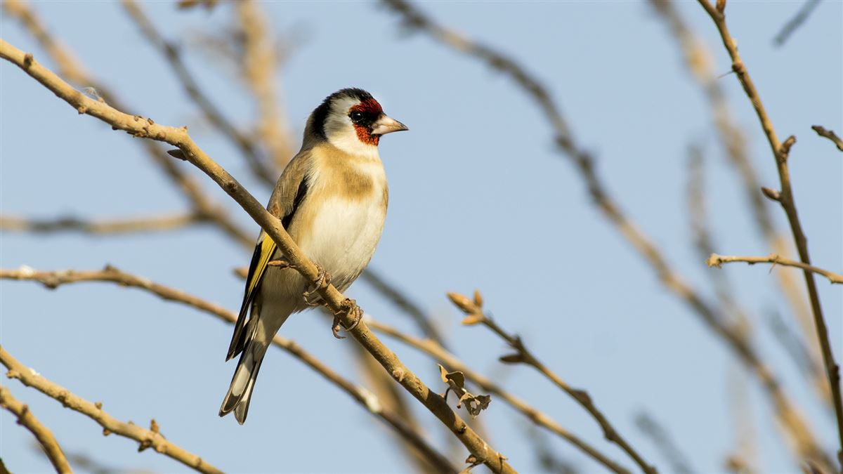European Goldfinch