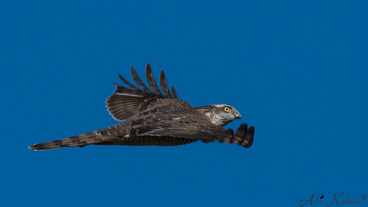 Eurasian Sparrowhawk