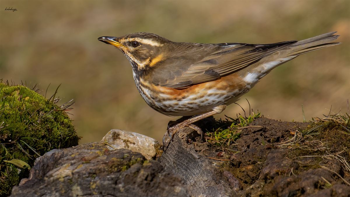 Redwing