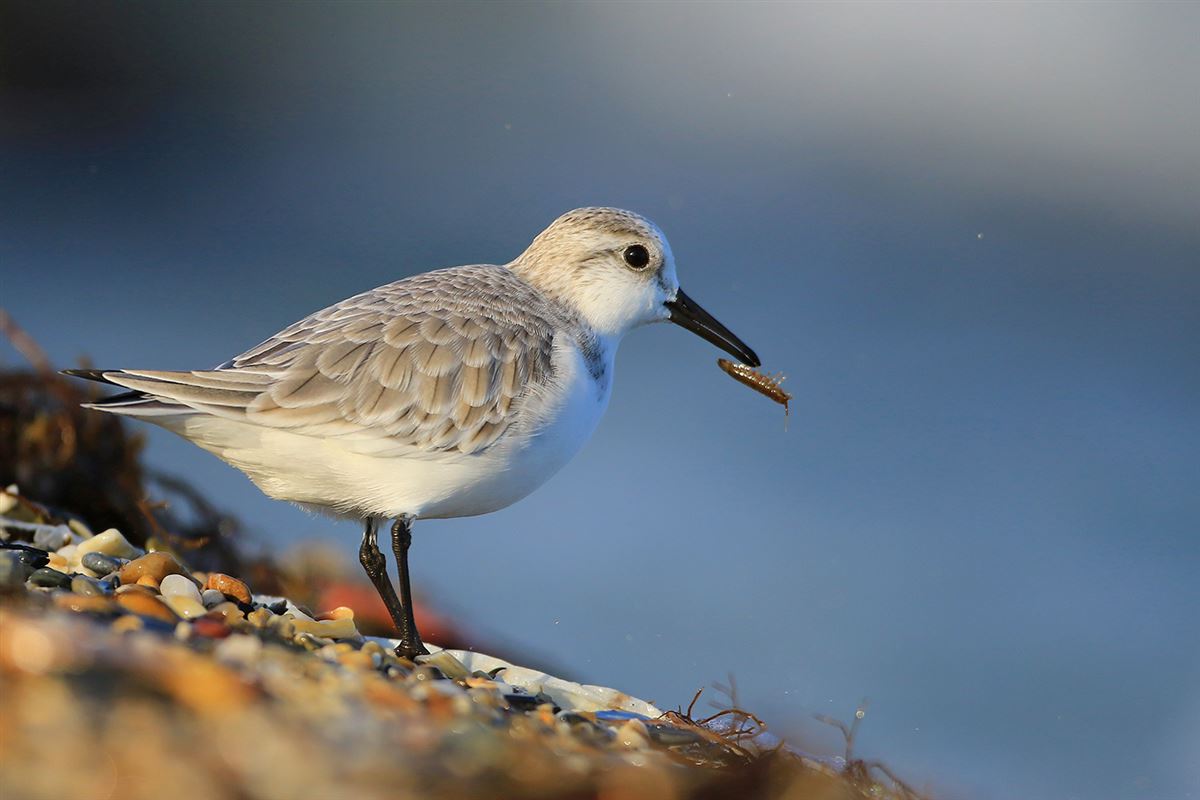 Sanderling