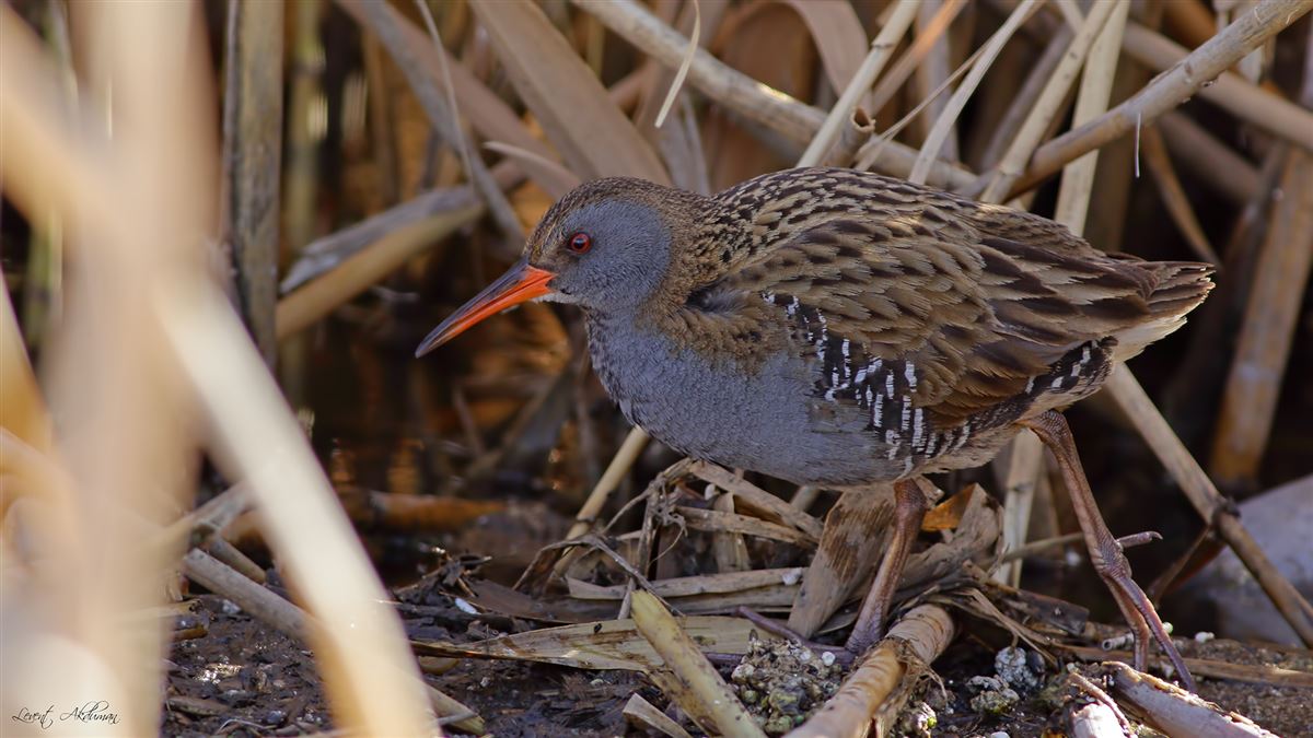 Water Rail