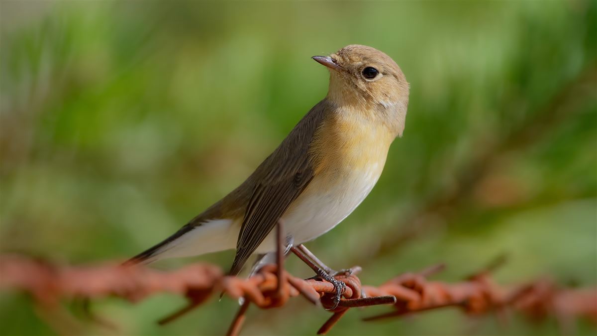Red-breasted Flycatcher