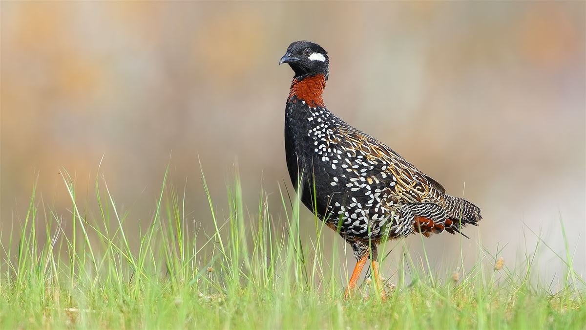Black Francolin