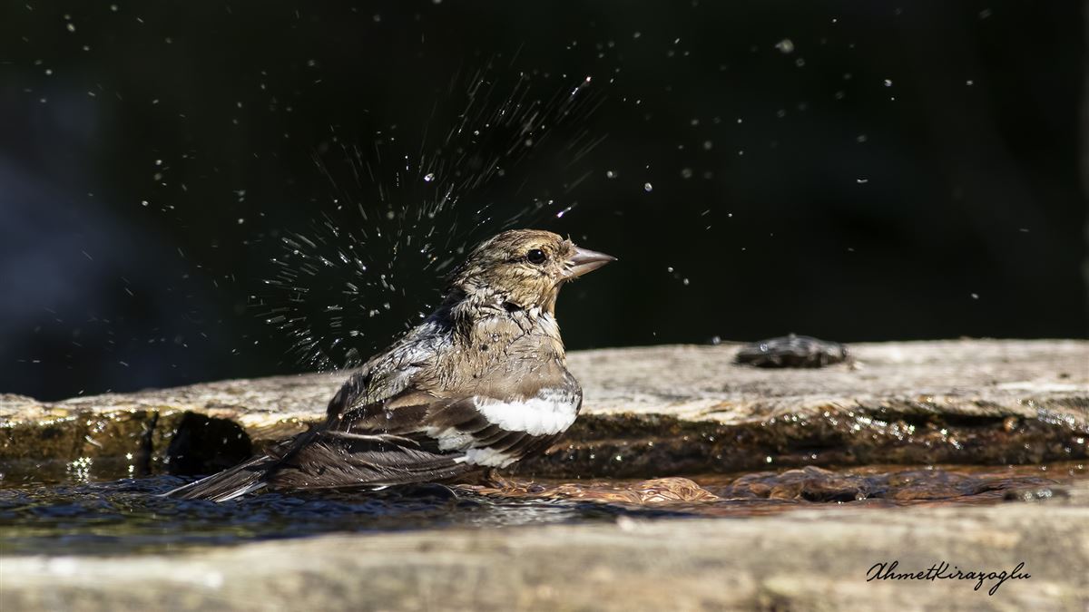 Common Chaffinch