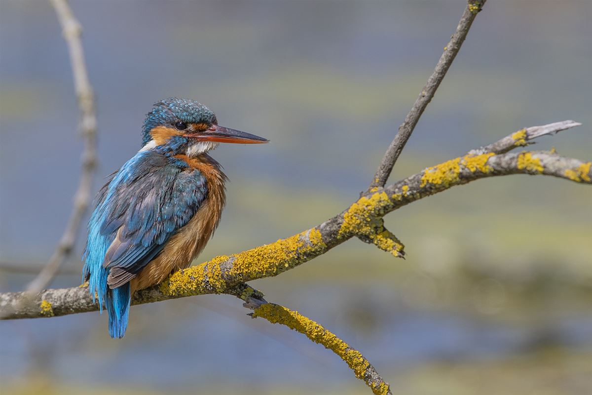 Common Kingfisher