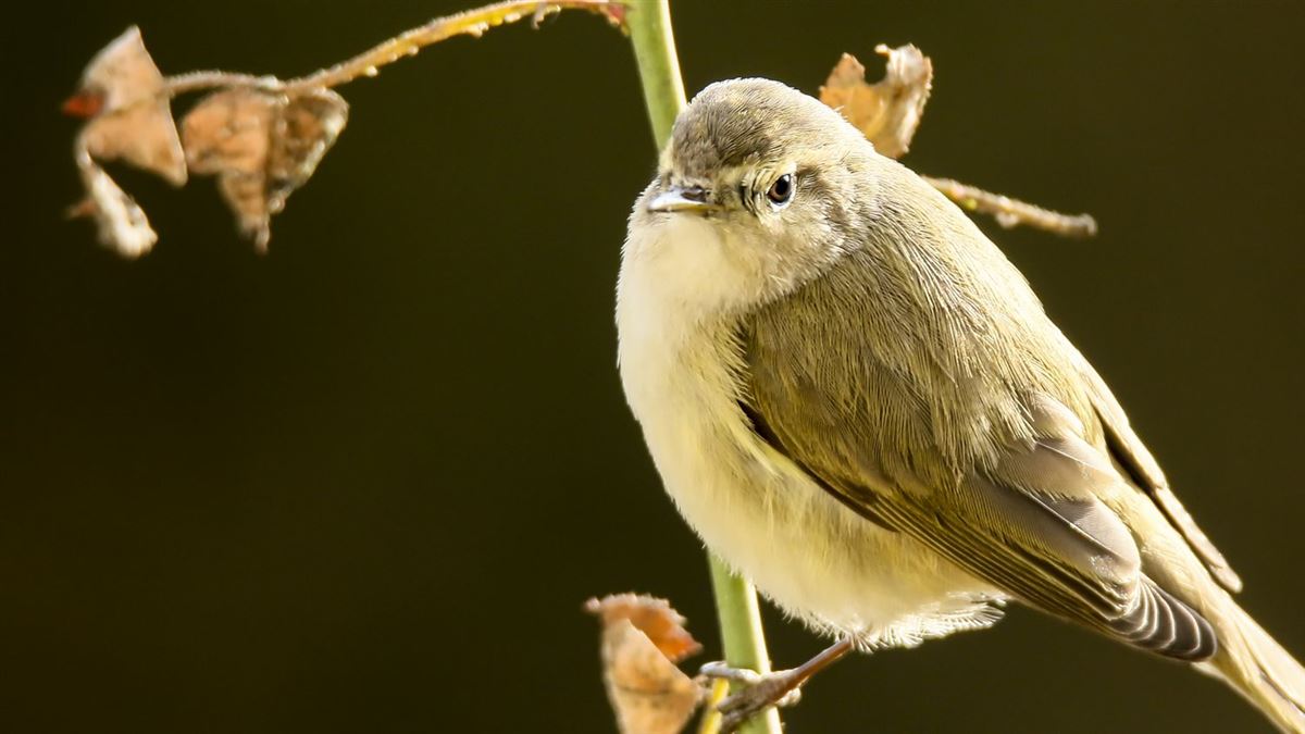 Common Chiffchaff
