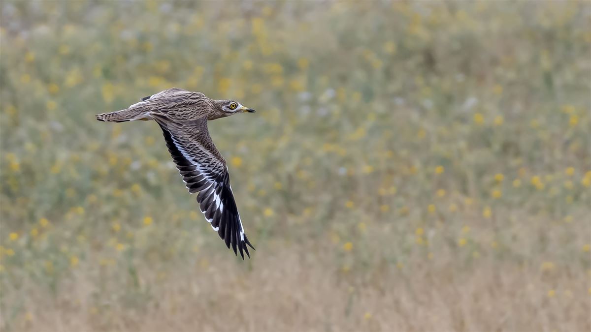 Eurasian Stone-curlew