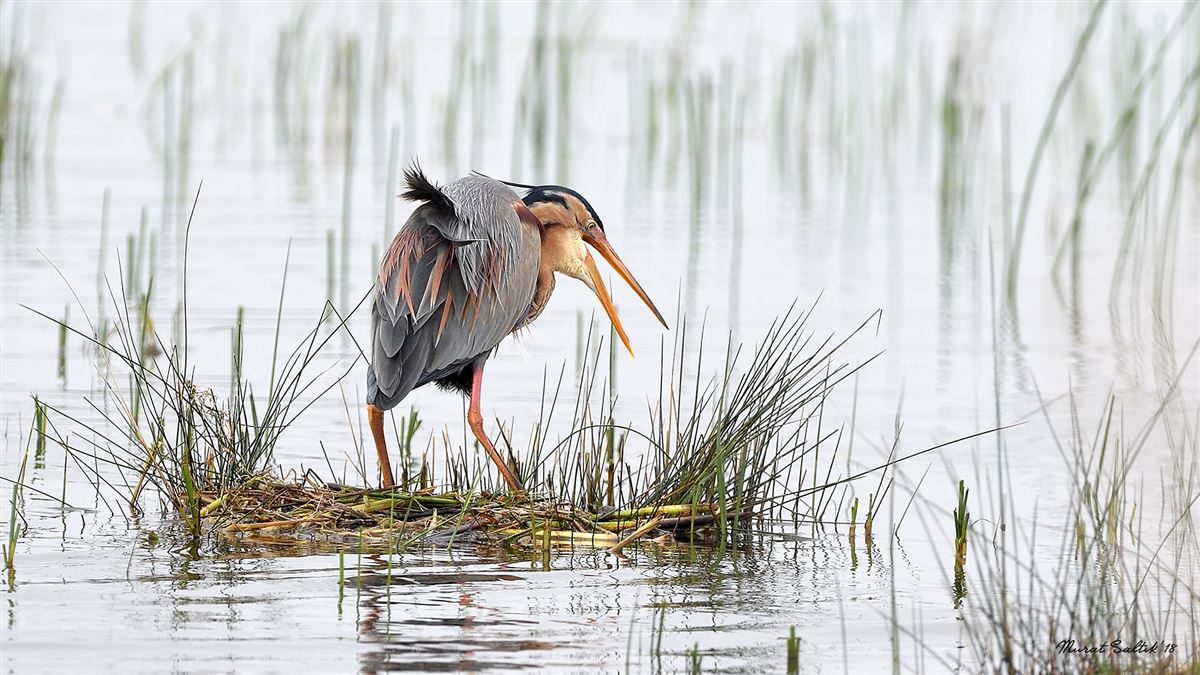 Purple Heron