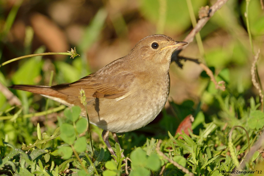 Thrush Nightingale
