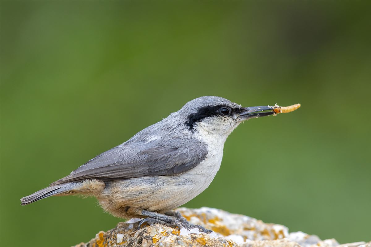 Western Rock Nuthatch
