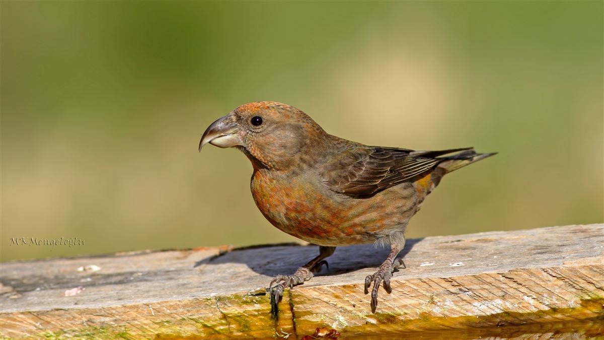 Red Crossbill