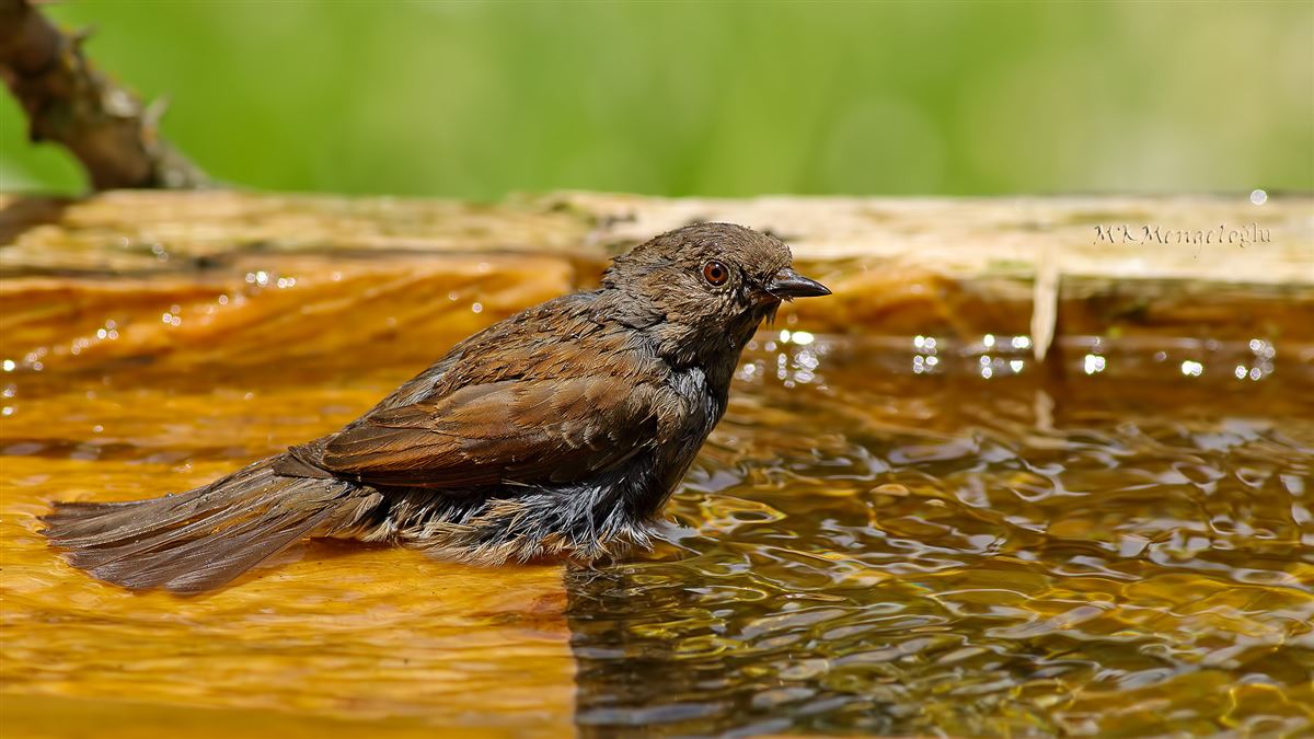 Dunnock