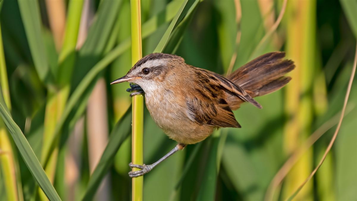Moustached Warbler