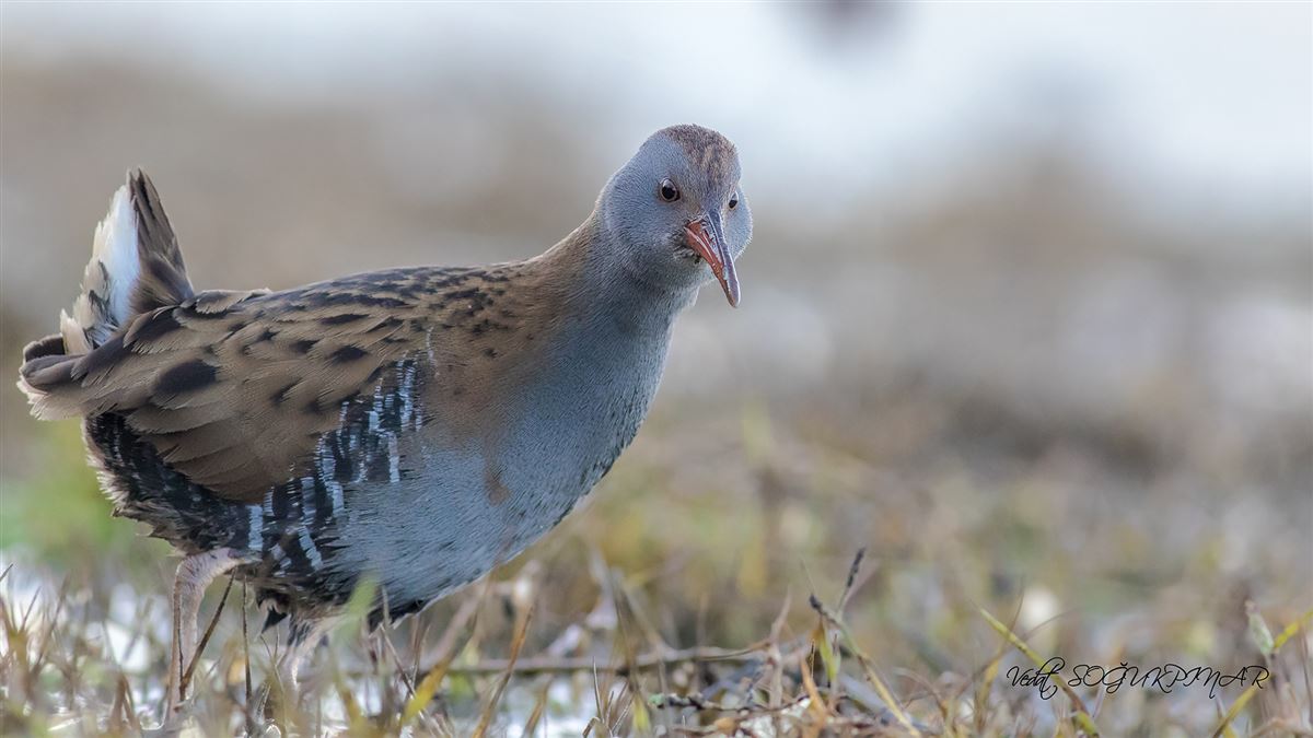 Water Rail