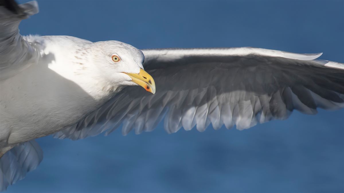 Kuzey Gümüş Martı