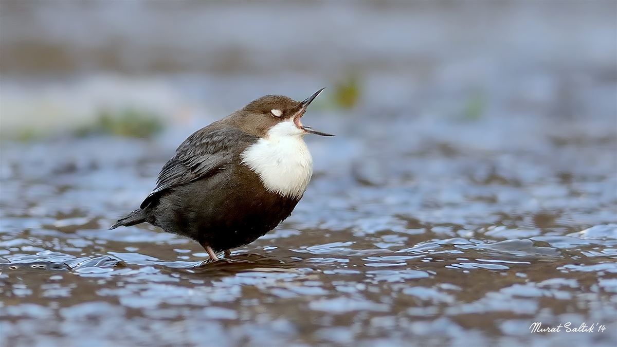 White-throated Dipper