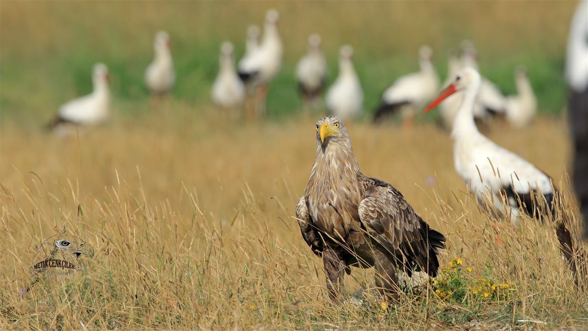 Akkuyruklu Kartal