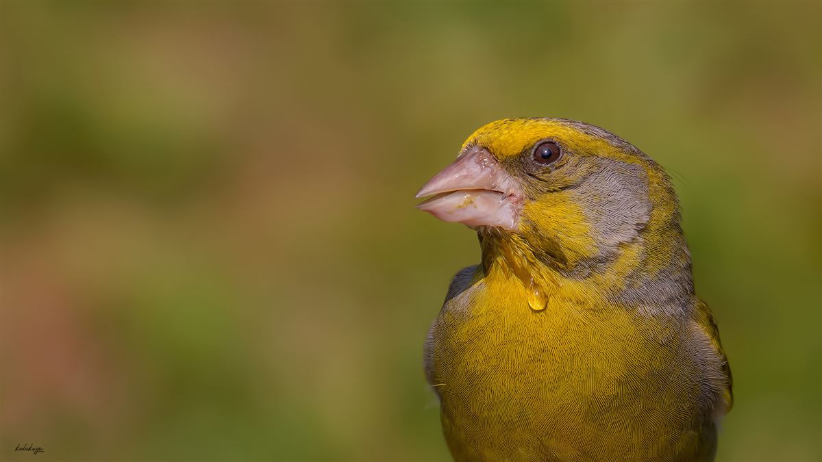 European Greenfinch