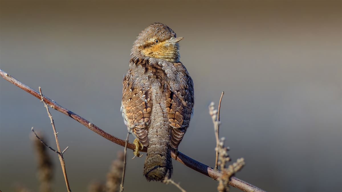 Eurasian Wryneck