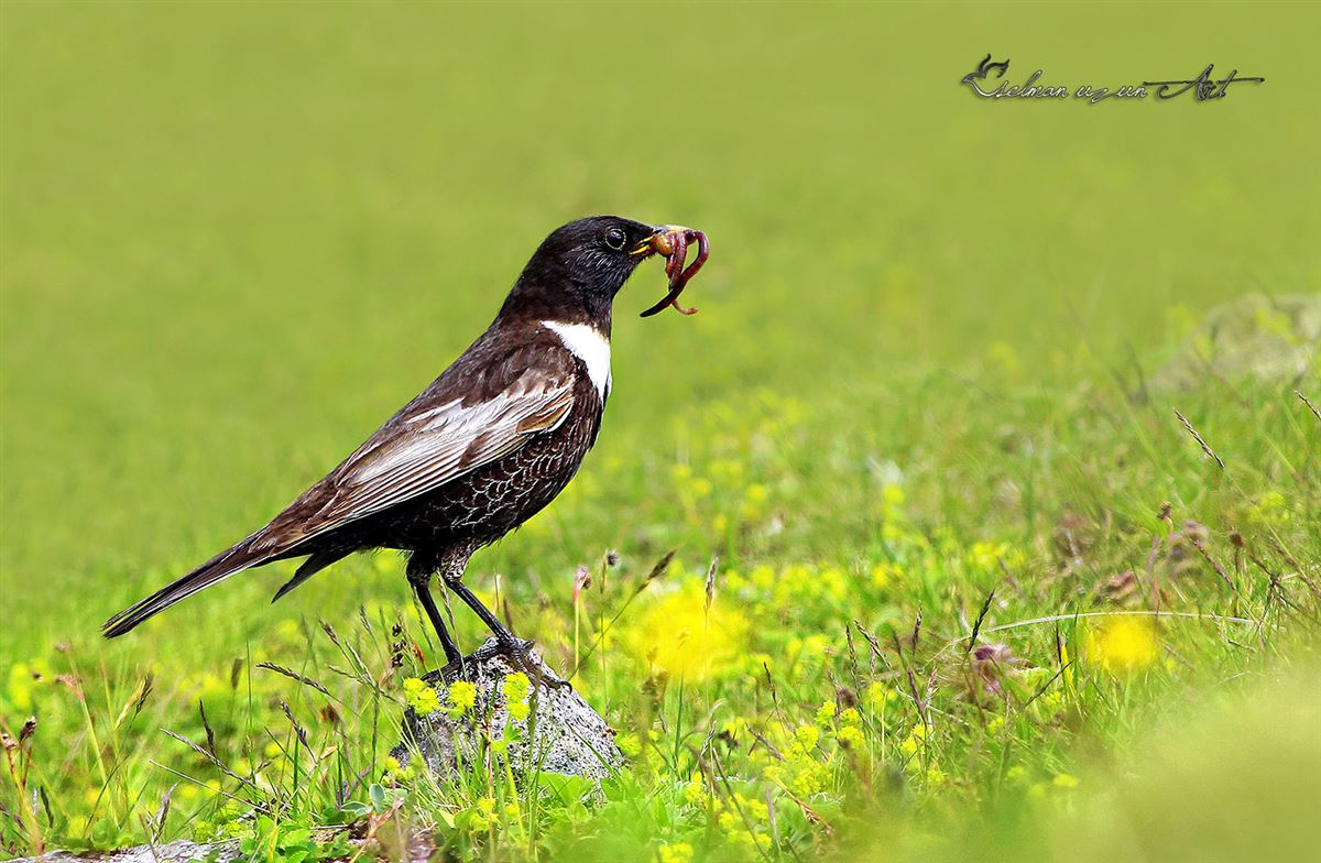 Ring Ouzel