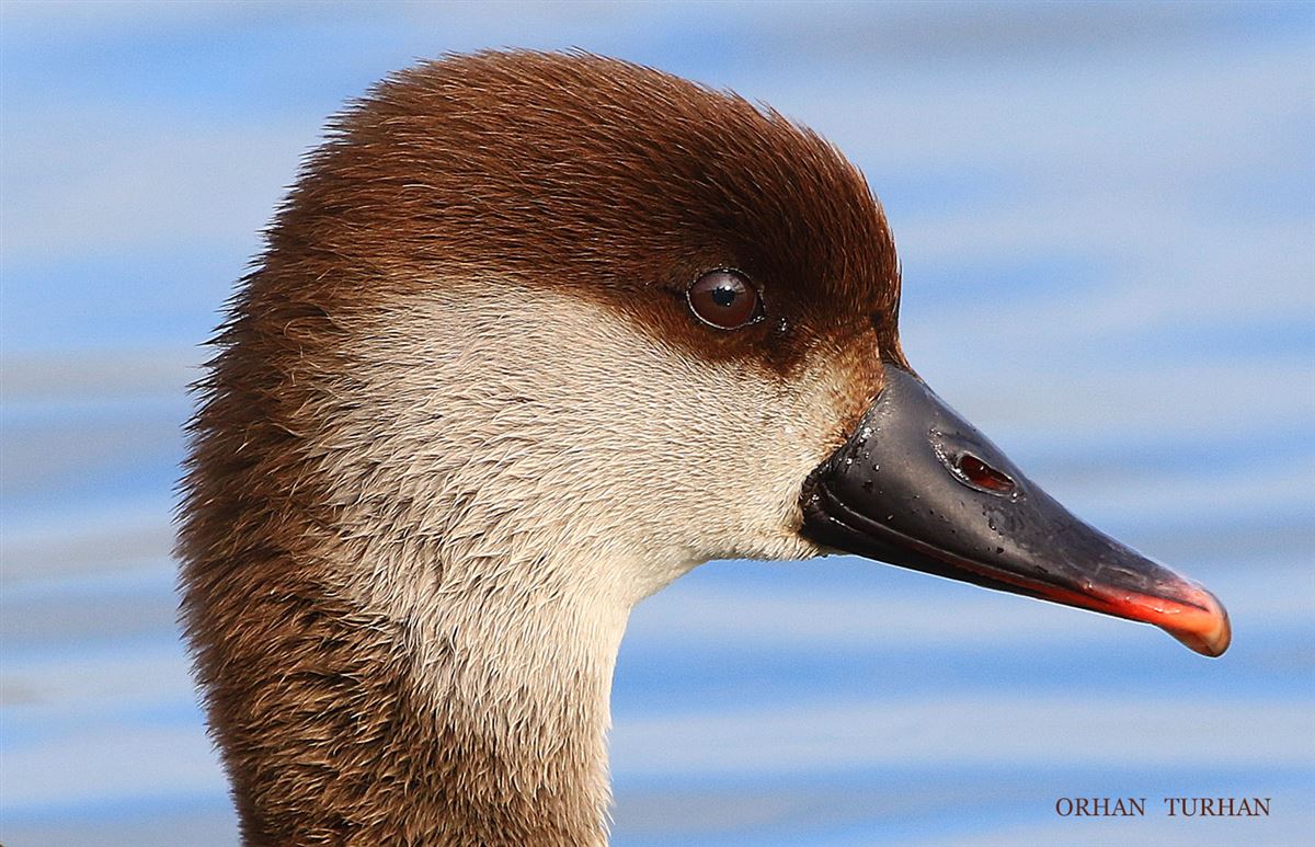 Red-crested Pochard