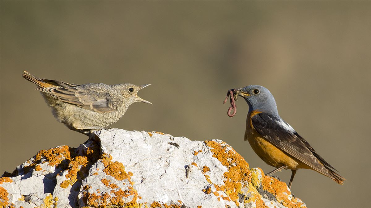 Common Rock Thrush