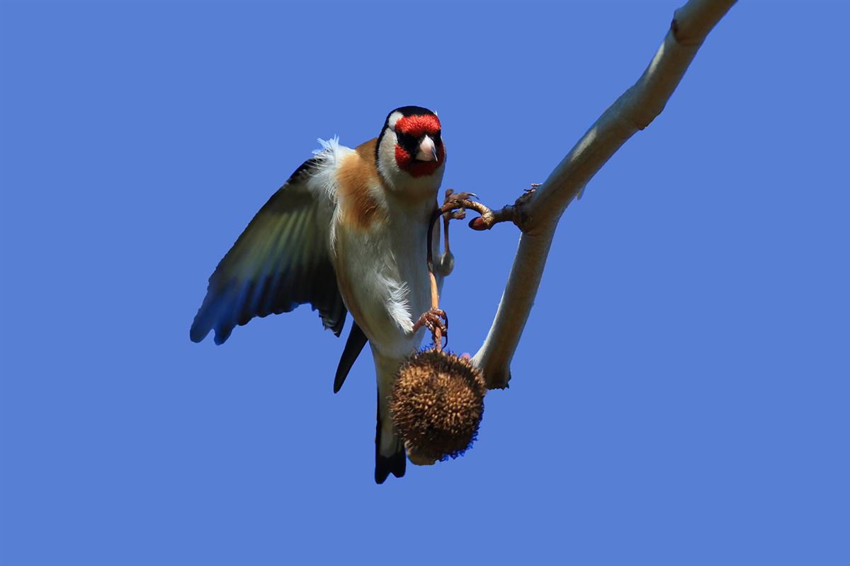 European Goldfinch
