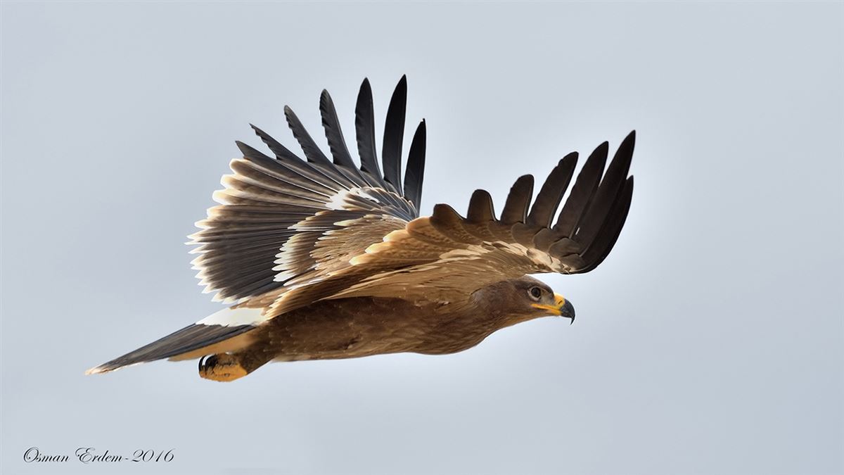 Steppe Eagle