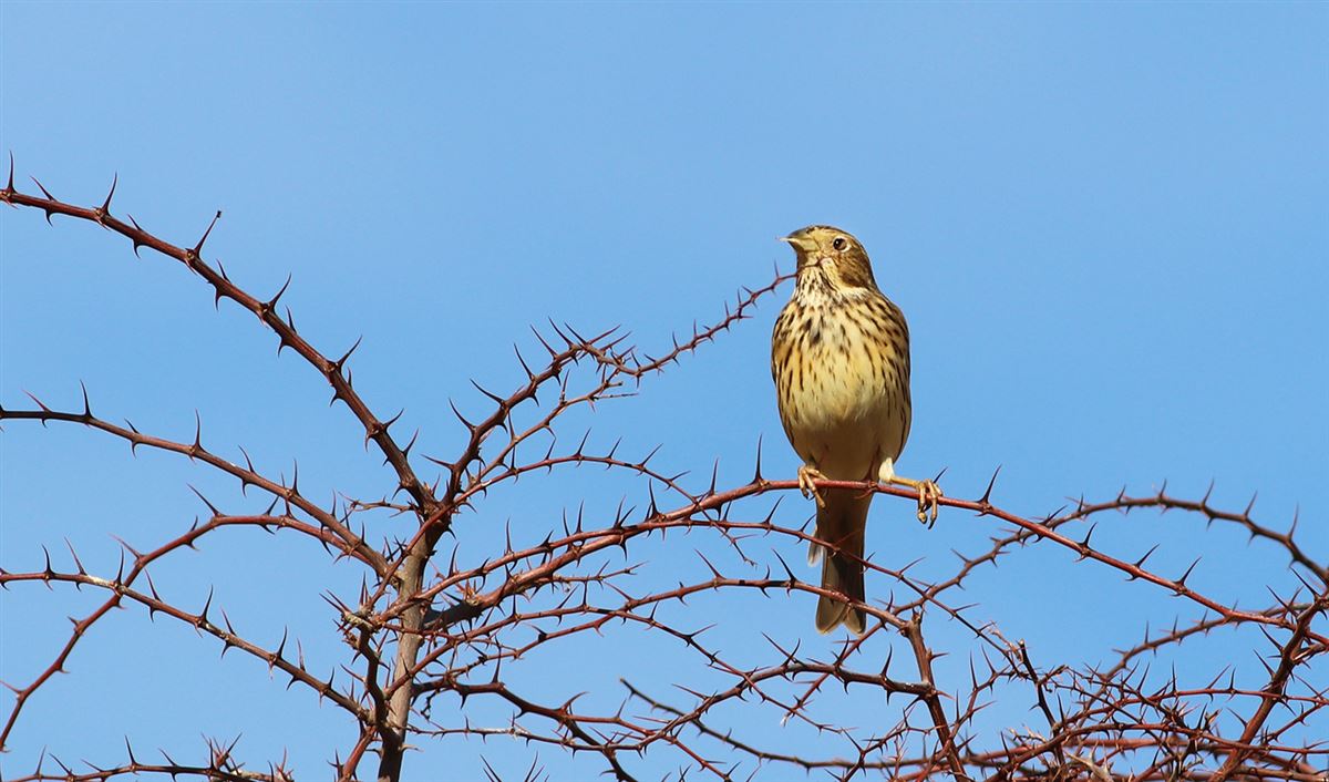 Corn Bunting