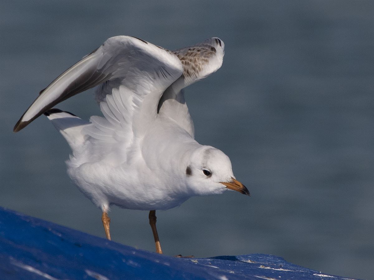 Black-headed Gull