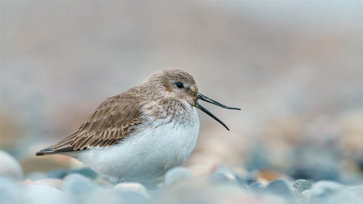 Dunlin