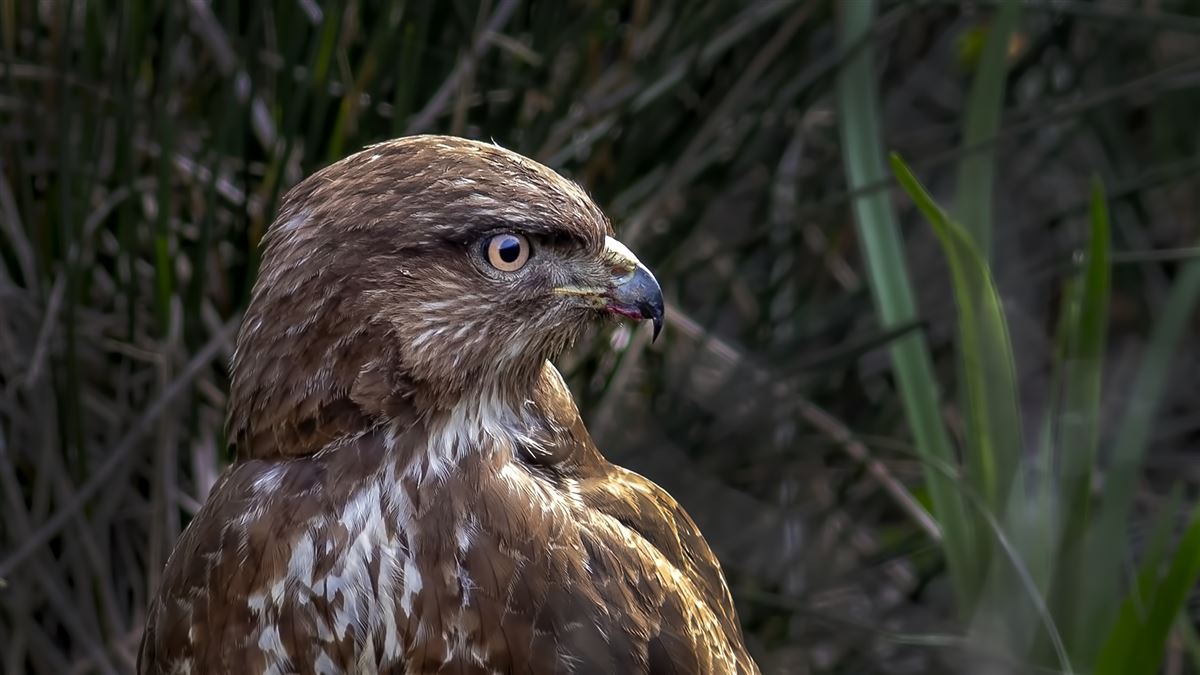 Common Buzzard