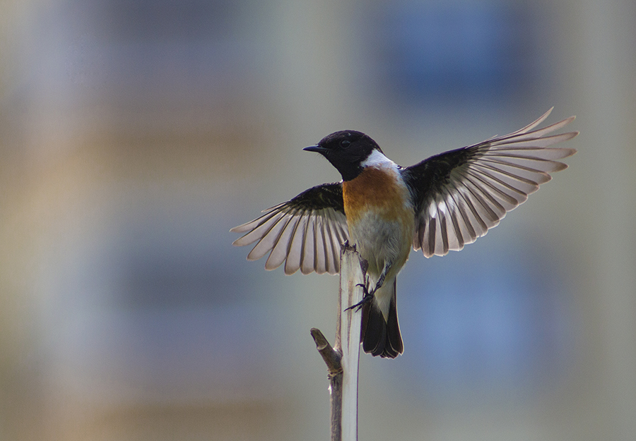 Siberian Stonechat