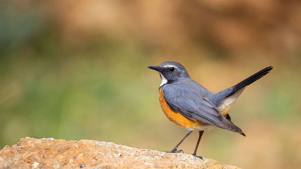 White-throated Robin