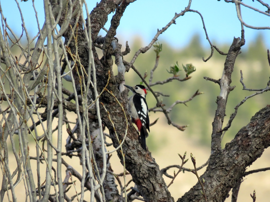 Syrian Woodpecker