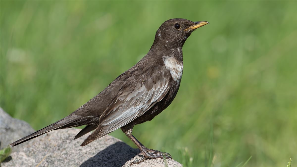 Ring Ouzel