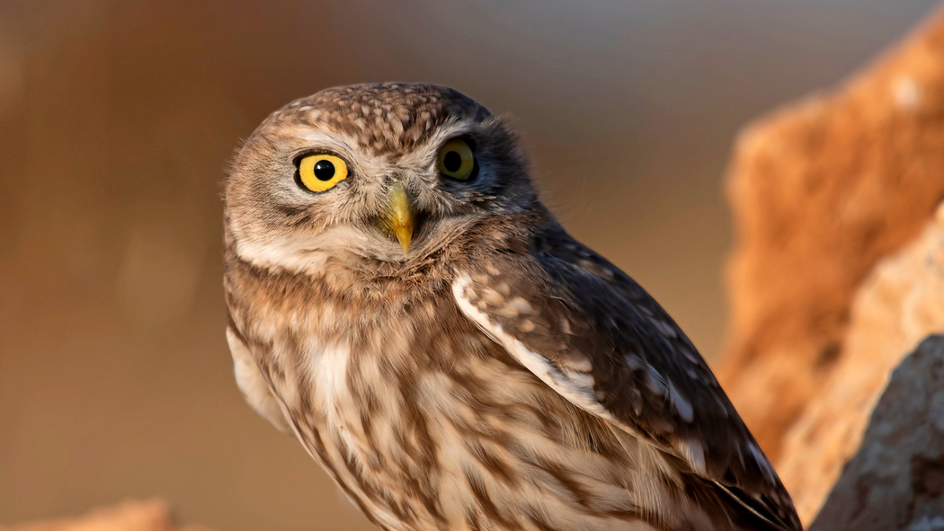 Little Owl