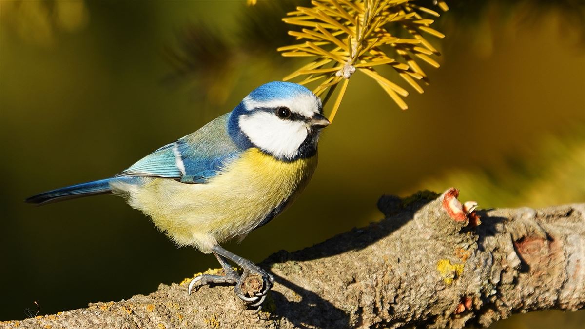 Eurasian Blue Tit