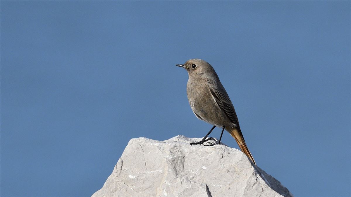 Black Redstart
