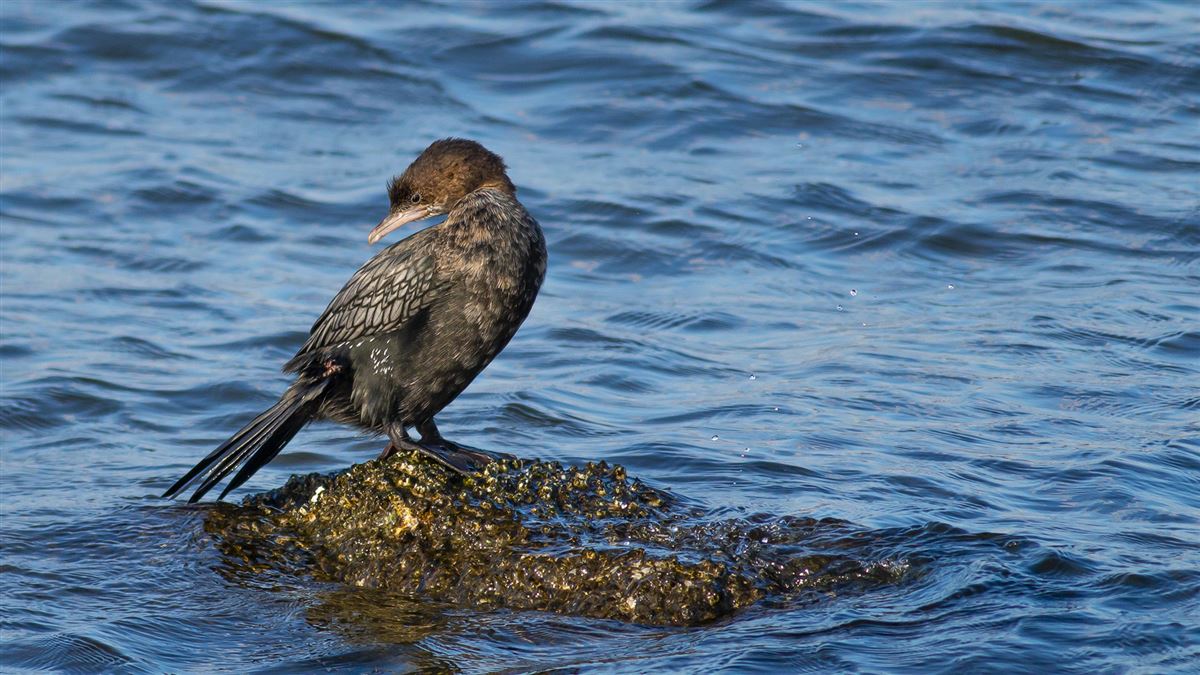 Pygmy Cormorant