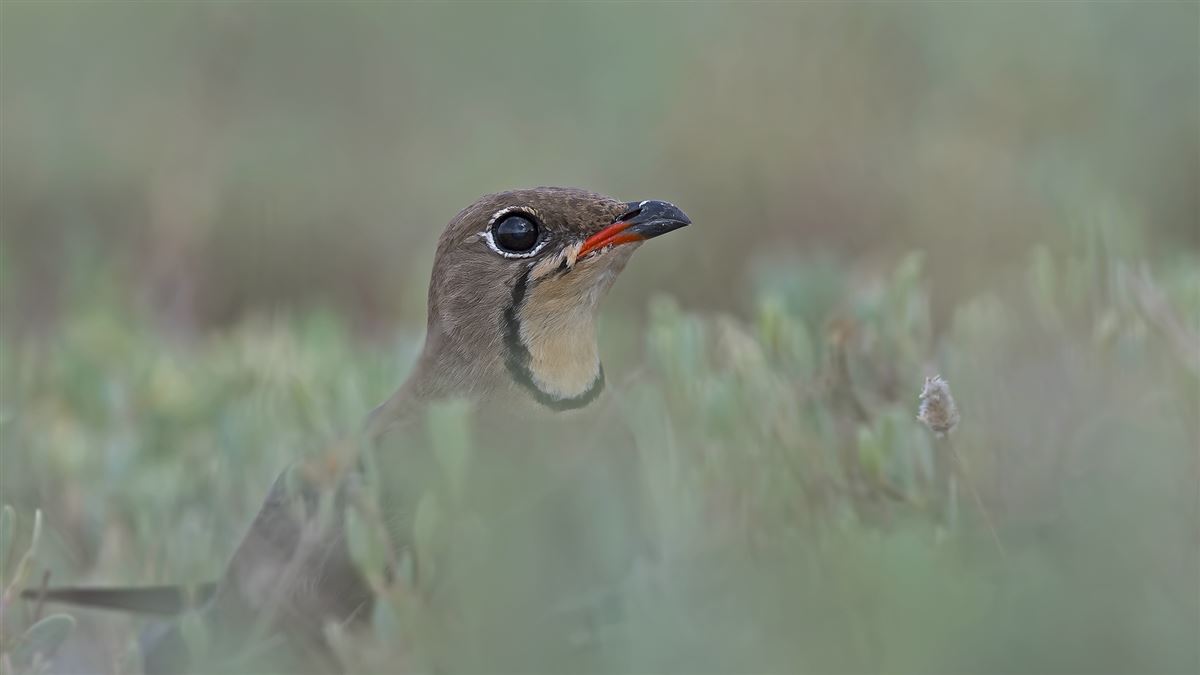 Collared Pratincole
