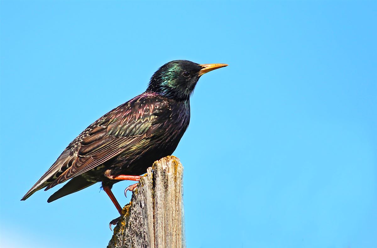 Common Starling