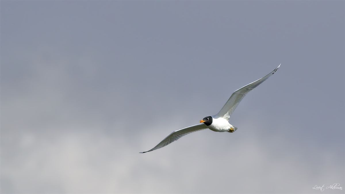 Pallas`s Gull