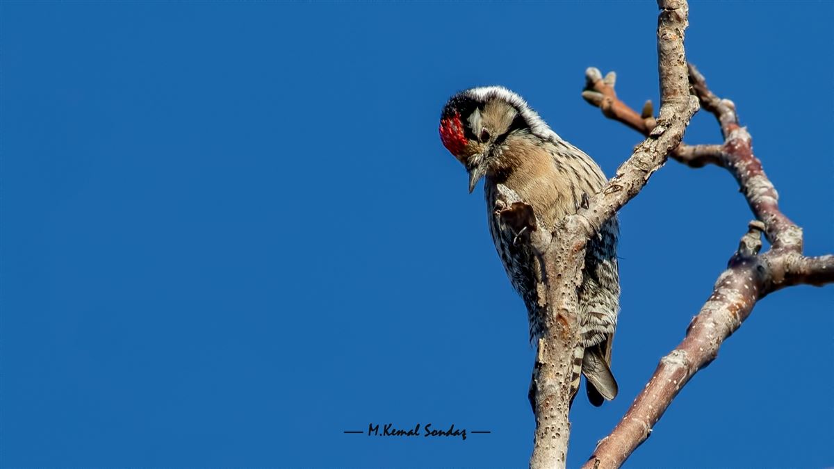 Lesser Spotted Woodpecker