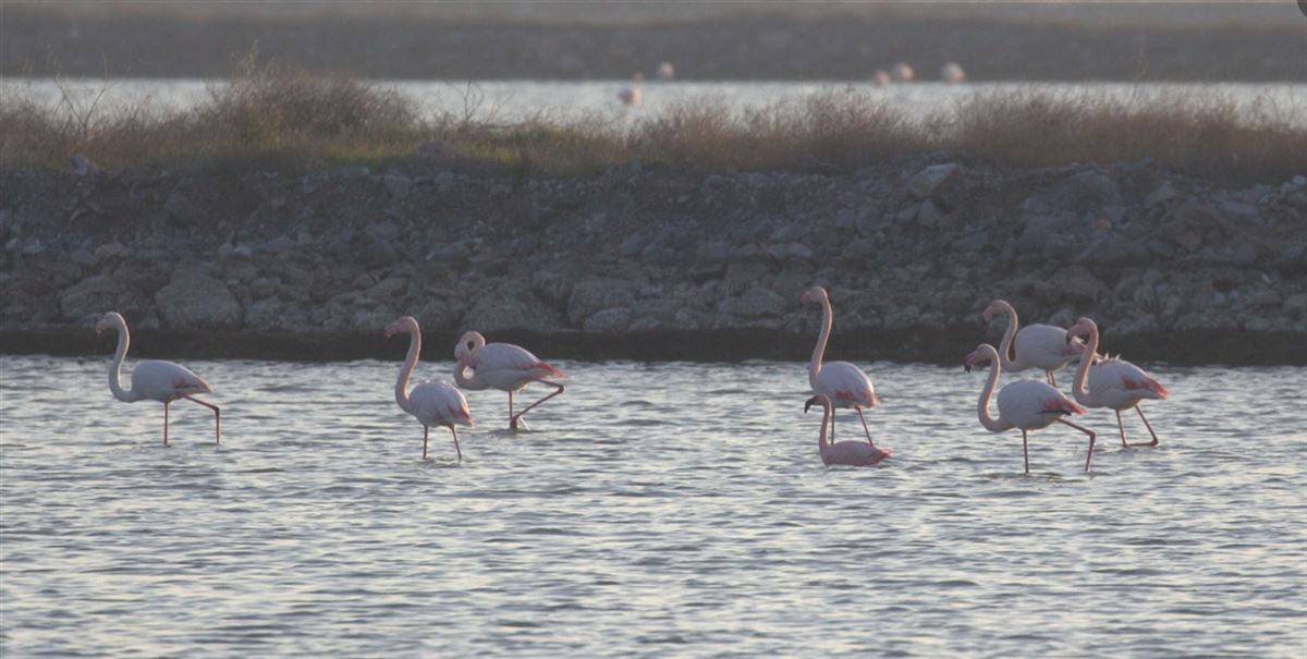 Küçük Flamingo