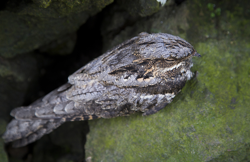 European Nightjar