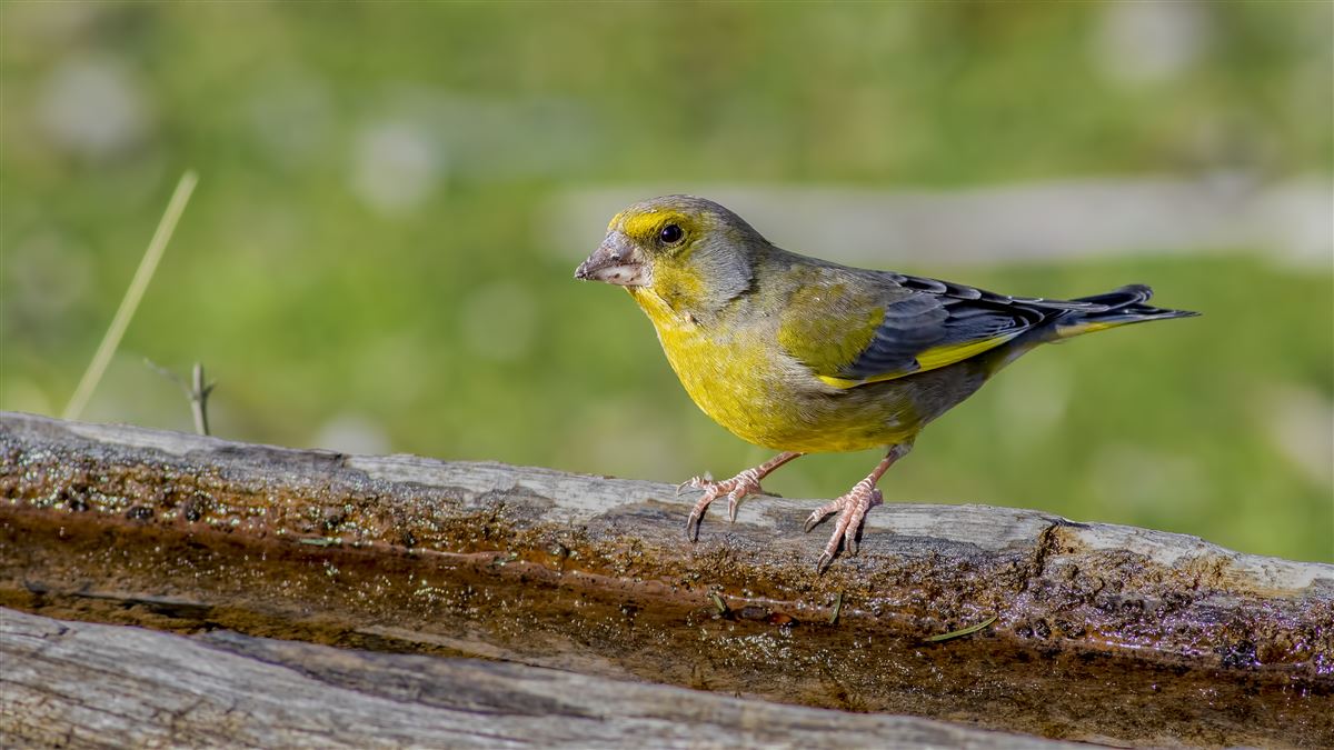 European Greenfinch